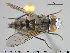  ( - NOTAC143)  @11 [ ] CreativeCommons - Attribution Non-Commercial Share-Alike (2015) NTNU University Museum, Department of Natural History NTNU University Museum, Department of Natural History