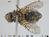  ( - NOTAC145)  @12 [ ] CreativeCommons - Attribution Non-Commercial Share-Alike (2015) NTNU University Museum, Department of Natural History NTNU University Museum, Department of Natural History