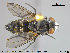  ( - NOTAC146)  @11 [ ] CreativeCommons - Attribution Non-Commercial Share-Alike (2015) NTNU University Museum, Department of Natural History NTNU University Museum, Department of Natural History