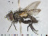  ( - NOTAC147)  @11 [ ] CreativeCommons - Attribution Non-Commercial Share-Alike (2015) NTNU University Museum, Department of Natural History NTNU University Museum, Department of Natural History