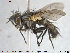  ( - NOTAC148)  @11 [ ] CreativeCommons - Attribution Non-Commercial Share-Alike (2015) NTNU University Museum, Department of Natural History NTNU University Museum, Department of Natural History