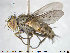  ( - NOTAC150)  @11 [ ] CreativeCommons - Attribution Non-Commercial Share-Alike (2015) NTNU University Museum, Department of Natural History NTNU University Museum, Department of Natural History