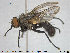  ( - NOTAC160)  @11 [ ] CreativeCommons - Attribution Non-Commercial Share-Alike (2015) NTNU University Museum, Department of Natural History NTNU University Museum, Department of Natural History