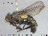  ( - NOTAC161)  @11 [ ] CreativeCommons - Attribution Non-Commercial Share-Alike (2015) NTNU University Museum, Department of Natural History NTNU University Museum, Department of Natural History