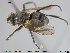  (Sarcophaga infantilis - NOTAC174)  @14 [ ] CreativeCommons - Attribution Non-Commercial Share-Alike (2015) NTNU University Museum, Department of Natural History NTNU University Museum, Department of Natural History