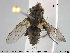  ( - NOTAC176)  @12 [ ] CreativeCommons - Attribution Non-Commercial Share-Alike (2015) NTNU University Museum, Department of Natural History NTNU University Museum, Department of Natural History