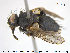  ( - NOTAC177)  @13 [ ] CreativeCommons - Attribution Non-Commercial Share-Alike (2015) NTNU University Museum, Department of Natural History NTNU University Museum, Department of Natural History