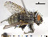  ( - NOTAC178)  @13 [ ] CreativeCommons - Attribution Non-Commercial Share-Alike (2015) NTNU University Museum, Department of Natural History NTNU University Museum, Department of Natural History