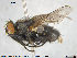  ( - NOTAC179)  @13 [ ] CreativeCommons - Attribution Non-Commercial Share-Alike (2015) NTNU University Museum, Department of Natural History NTNU University Museum, Department of Natural History