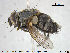  ( - NOTAC216)  @11 [ ] CreativeCommons - Attribution Non-Commercial Share-Alike (2015) NTNU University Museum, Department of Natural History NTNU University Museum, Department of Natural History