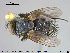  ( - NOTAC217)  @11 [ ] CreativeCommons - Attribution Non-Commercial Share-Alike (2015) NTNU University Museum, Department of Natural History NTNU University Museum, Department of Natural History