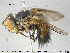  ( - NOTAC218)  @11 [ ] CreativeCommons - Attribution Non-Commercial Share-Alike (2015) NTNU University Museum, Department of Natural History NTNU University Museum, Department of Natural History