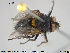  ( - NOTAC235)  @11 [ ] CreativeCommons - Attribution Non-Commercial Share-Alike (2015) NTNU University Museum, Department of Natural History NTNU University Museum, Department of Natural History