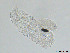  (Hypsibius convergens - Tard292)  @11 [ ] Creative Commons  Attribution Non-Commercial Share-Alike (2019) NTNU University Museum, Department of Natural History NTNU University Museum, Department of Natural History