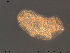  ( - Tard187)  @11 [ ] Creative Commons Attribution NonCommercial ShareAlike (2019) (2019) NTNU University Museum, Department of Natural History NTNU University Museum, Department of Natural History