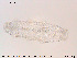  ( - Tard125)  @11 [ ] Creative Commons  Attribution Non-Commercial Share-Alike (2018) NTNU University Museum, Department of Natural History NTNU University Museum, Department of Natural History