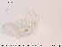  ( - Tard131)  @11 [ ] Creative Commons  Attribution Non-Commercial Share-Alike (2018) NTNU University Museum, Department of Natural History NTNU University Museum, Department of Natural History
