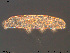  ( - Tard181)  @11 [ ] Creative Commons Attribution NonCommercial ShareAlike (2019) (2019) NTNU University Museum, Department of Natural History NTNU University Museum, Department of Natural History