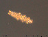  ( - Tard190)  @11 [ ] Creative Commons Attribution NonCommercial ShareAlike (2019) (2019) NTNU University Museum, Department of Natural History NTNU University Museum, Department of Natural History