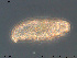  (Adropion prorsirostre - Tard193)  @11 [ ] Creative Commons Attribution NonCommercial ShareAlike (2019) (2019) NTNU University Museum, Department of Natural History NTNU University Museum, Department of Natural History