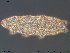  ( - Tard196)  @11 [ ] Creative Commons Attribution NonCommercial ShareAlike (2019) (2019) NTNU University Museum, Department of Natural History NTNU University Museum, Department of Natural History