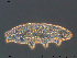  ( - Tard204)  @11 [ ] Creative Commons Attribution NonCommercial ShareAlike (2019) (2019) NTNU University Museum, Department of Natural History NTNU University Museum, Department of Natural History