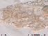  (Mesobiotus harmsworthi - Tard21)  @11 [ ] Creative Commons  Attribution Non-Commercial Share-Alike (2016) NTNU University Museum, Department of Natural History NTNU University Museum, Department of Natural History