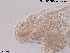  ( - Tard22)  @11 [ ] Creative Commons  Attribution Non-Commercial Share-Alike (2016) NTNU University Museum, Department of Natural History NTNU University Museum, Department of Natural History