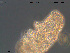  ( - Tard266)  @11 [ ] Creative Commons Attribution NonCommercial ShareAlike (2019) (2019) NTNU University Museum, Department of Natural History NTNU University Museum, Department of Natural History