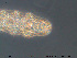  ( - Tard273)  @11 [ ] Creative Commons Attribution NonCommercial ShareAlike (2019) (2019) NTNU University Museum, Department of Natural History NTNU University Museum, Department of Natural History