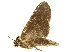  (Sericochroa hymen - NOTFG-0024)  @13 [ ] CreativeCommons - Attribution (2010) CBG Photography Group Centre for Biodiversity Genomics