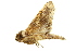  (Sericochroa torresi - NOTFG-0089)  @14 [ ] CreativeCommons - Attribution (2010) CBG Photography Group Centre for Biodiversity Genomics