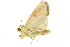  ( - NOTPA-0543)  @12 [ ] CreativeCommons - Attribution (2010) CBG Photography Group Centre for Biodiversity Genomics