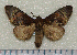  (Homocentridia picta - nt012)  @13 [ ] Unspecified (default): All Rights Reserved  Unspecified Unspecified