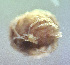  ( - CCDB 38560 E05)  @11 [ ] CreativeCommons - Attribution Share-Alike (2021) Unspecified Department of Biology, Faculty of Sciences and Mathematics, Podgorica