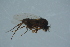  ( - GBOL16492)  @11 [ ] CreativeCommons - Attribution Non-Commercial Share-Alike (2015) Unspecified SNSB, Zoologische Staatssammlung Muenchen