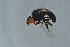  ( - GBOL16528)  @11 [ ] CreativeCommons - Attribution Non-Commercial Share-Alike (2015) Unspecified SNSB, Zoologische Staatssammlung Muenchen