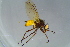  ( - GBOL16799)  @11 [ ] CreativeCommons - Attribution Non-Commercial Share-Alike (2015) Unspecified SNSB, Zoologische Staatssammlung Muenchen