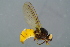  ( - GBOL16802)  @11 [ ] CreativeCommons - Attribution Non-Commercial Share-Alike (2015) Unspecified SNSB, Zoologische Staatssammlung Muenchen