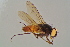  ( - GBOL16863)  @11 [ ] CreativeCommons - Attribution Non-Commercial Share-Alike (2015) Unspecified SNSB, Zoologische Staatssammlung Muenchen