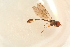  ( - GBOL16912)  @11 [ ] CreativeCommons - Attribution Non-Commercial Share-Alike (2015) Unspecified SNSB, Zoologische Staatssammlung Muenchen
