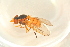  ( - GBOL16914)  @11 [ ] CreativeCommons - Attribution Non-Commercial Share-Alike (2015) Unspecified SNSB, Zoologische Staatssammlung Muenchen
