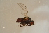  ( - GBOL16942)  @11 [ ] CreativeCommons - Attribution Non-Commercial Share-Alike (2015) Unspecified SNSB, Zoologische Staatssammlung Muenchen
