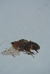  ( - GBOL17024)  @12 [ ] CreativeCommons - Attribution Non-Commercial Share-Alike (2015) Unspecified SNSB, Zoologische Staatssammlung Muenchen