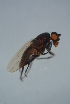  ( - GBOL17044)  @12 [ ] CreativeCommons - Attribution Non-Commercial Share-Alike (2015) Unspecified SNSB, Zoologische Staatssammlung Muenchen
