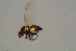  (Scaptomyza graminum - GBOL17082)  @13 [ ] CreativeCommons - Attribution Non-Commercial Share-Alike (2015) Unspecified SNSB, Zoologische Staatssammlung Muenchen