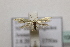  ( - BC ZSM Lep 106983)  @12 [ ] CreativeCommons - Attribution Non-Commercial Share-Alike (2019) SNSB, Staatliche Naturwissenschaftliche Sammlungen Bayerns ZSM (SNSB, Zoologische Staatssammlung Muenchen)