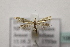  ( - BC ZSM Lep 106984)  @11 [ ] CreativeCommons - Attribution Non-Commercial Share-Alike (2019) SNSB, Staatliche Naturwissenschaftliche Sammlungen Bayerns ZSM (SNSB, Zoologische Staatssammlung Muenchen)