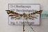  ( - BC ZSM Lep 107000)  @13 [ ] CreativeCommons - Attribution Non-Commercial Share-Alike (2019) SNSB, Staatliche Naturwissenschaftliche Sammlungen Bayerns ZSM (SNSB, Zoologische Staatssammlung Muenchen)