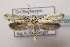  ( - BC ZSM Lep 107005)  @11 [ ] CreativeCommons - Attribution Non-Commercial Share-Alike (2019) SNSB, Staatliche Naturwissenschaftliche Sammlungen Bayerns ZSM (SNSB, Zoologische Staatssammlung Muenchen)